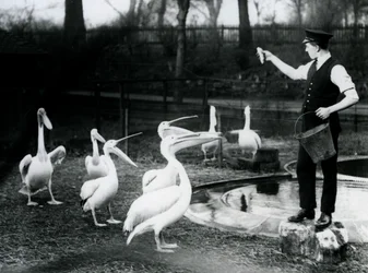 Pelikane werden von ihrem Wärter am Beckenrand mit Fisch gefüttert, Londoner Zoo, Dezember 1922